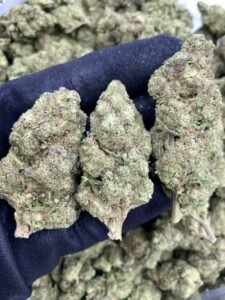 Bermuda by The Collective LA