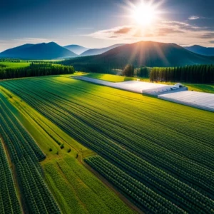 Aerial view of a large, thriving cannabis farm in Canada.