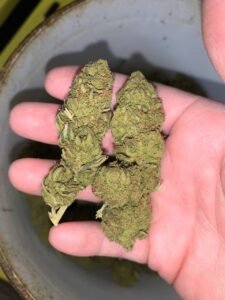 Green Dream by CannaGrove