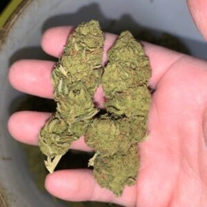 Green Dream by CannaGrove