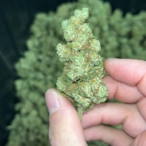 White Runtz Cannabis Strain