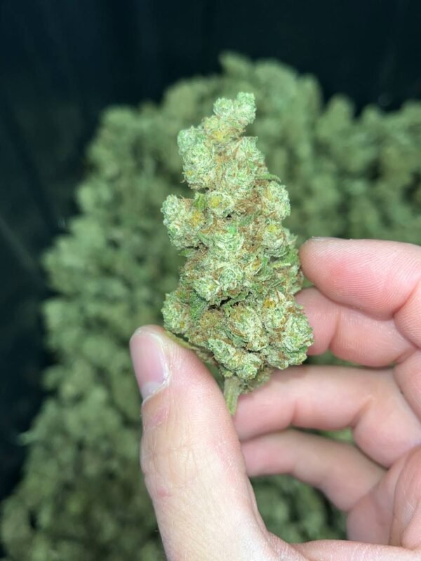 White Runtz Cannabis Strain