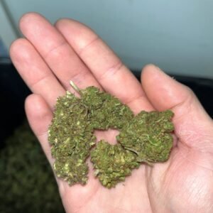 Lemon Haze Cannabis Strain