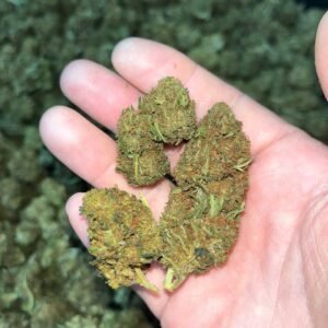 Sour OG Cannabis Strain