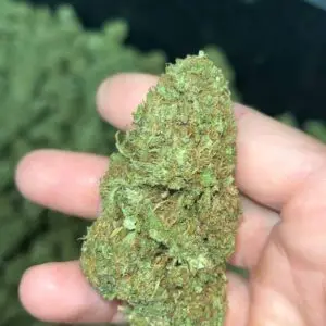 Sour Chem CBD Cannabis Strain