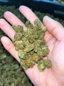 21b5e129 zkittlez smalls 90lb