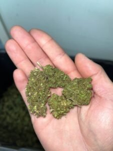 33662ebd lemon haze mids 2023 harvest 200lb