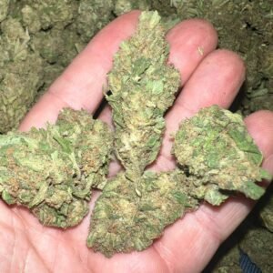 Sour Glue THCA CRYO Cannabis Strain