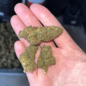Lemon Runtz CBD Cannabis Strain