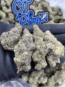 Candy Gelato by OT Plug