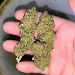 Green Dream Strain by CannaGrove