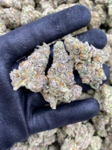 Jealousy x Biscotti by The Collective LA