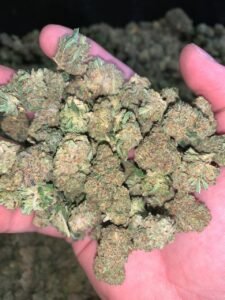 a32afdb3 critical berries indoor mids 500lb