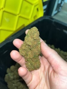 ab97526c sour brulee 100lb