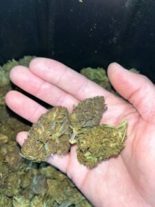 ac6ed285 calvin klein 50lb