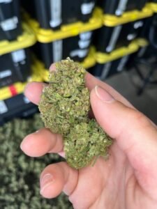 b7944b24 chemberry mids. 2022 light deps. 200lb