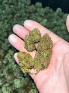 cae13351 sour og mids 90lb