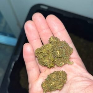 Silver Serpent CBD Cannabis Strain