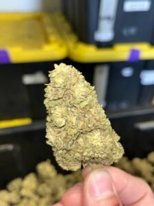 faeec5cd orange crush bigs 190lb